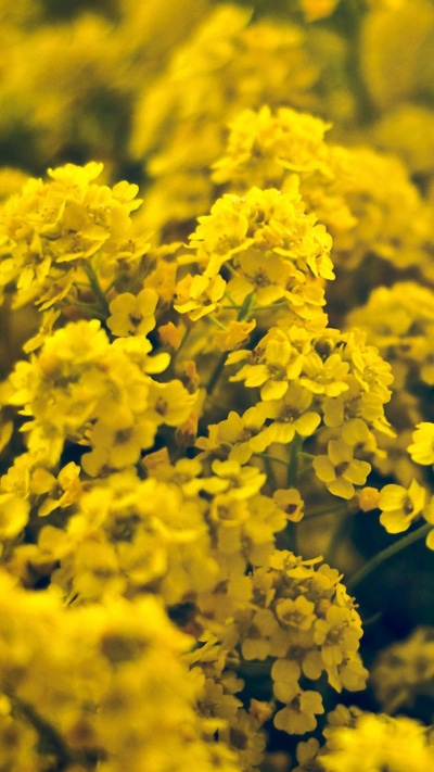 Earth Flower, Yellow Flower, 720x1280