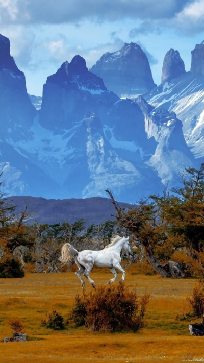 Animal Horse, Landscape, Patagonia, Chile, Mountain, 720x1280