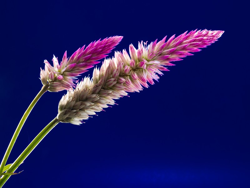 flora, flowers, nature, hd, 4k
