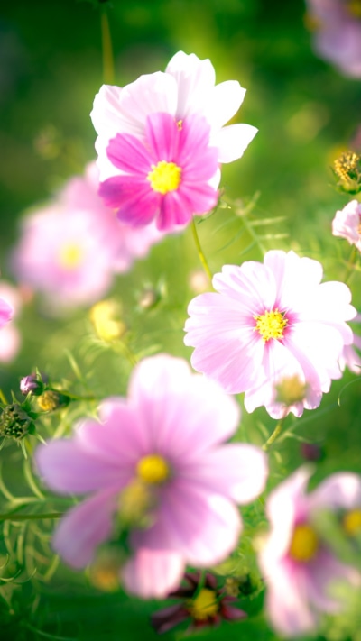 Earth Flower, Nature, Pink Flower, 720x1280