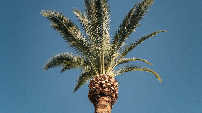 palm, tree, treetop, sky, tropics, 4k