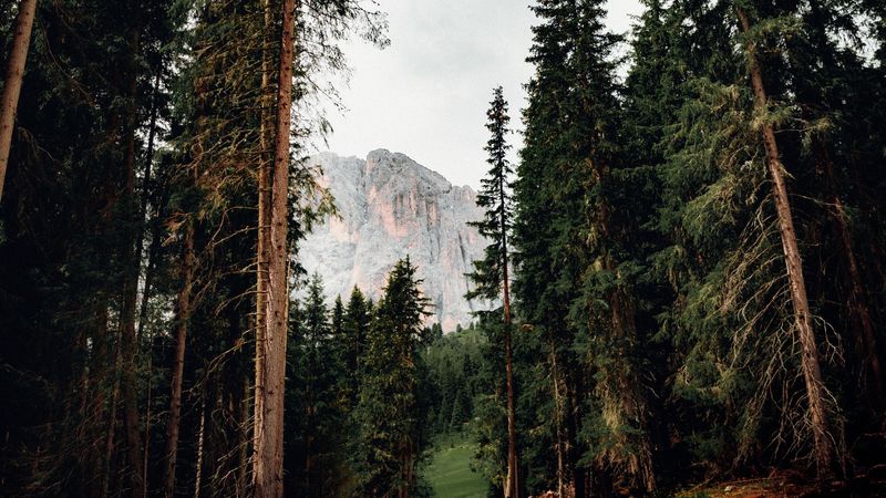 trees, mountain, peak, road, nature, 4k