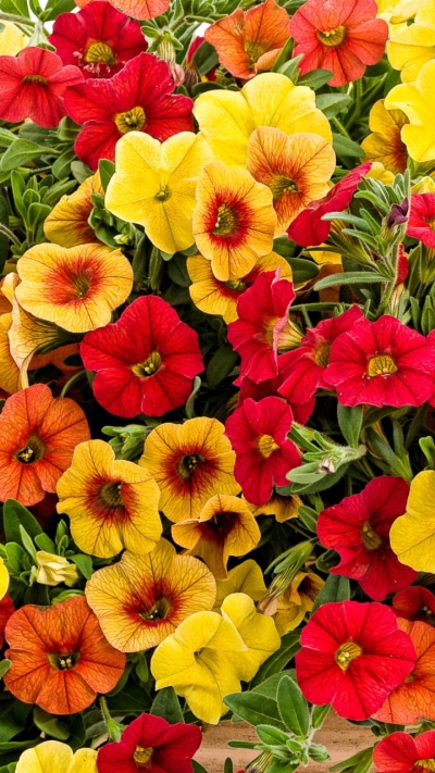 Artistic Flower, 720x1280
