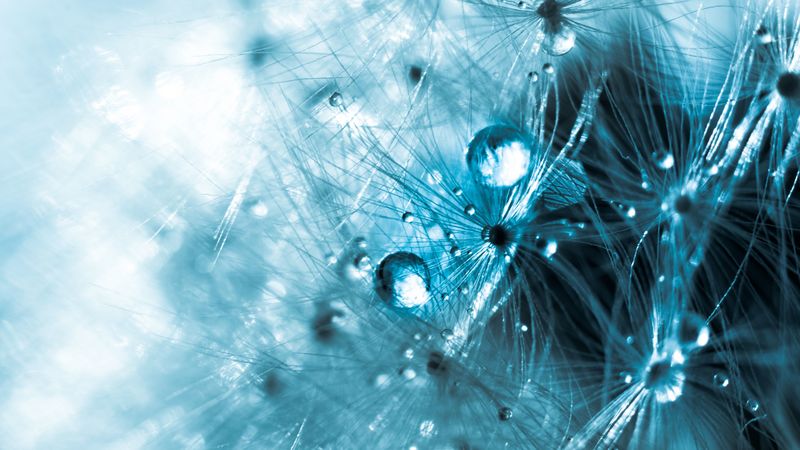 fluff, macro, drops, water, 4k