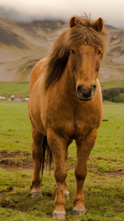Animal Horse, 720x1280