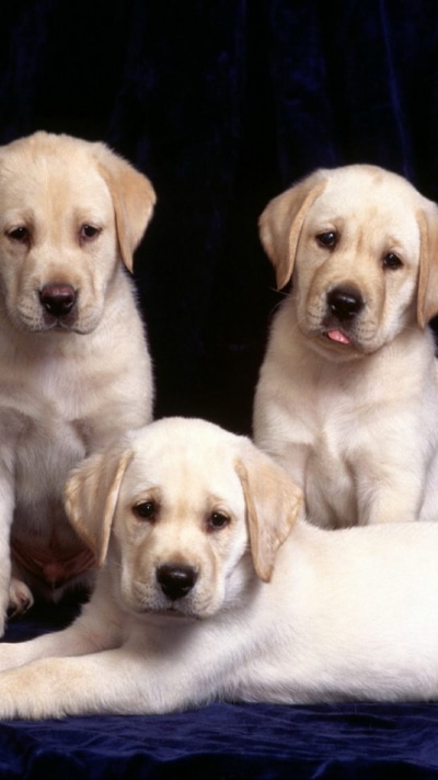 Animal Labrador Retriever, Puppy, Cute, Dog, 720x1280