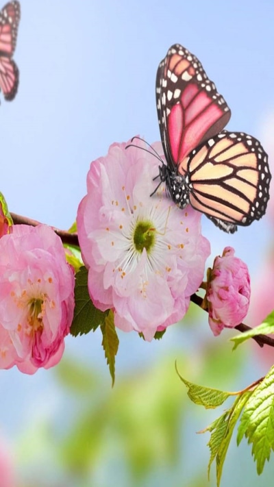 Artistic Butterfly, Pink Flower, Blossom, 720x1280