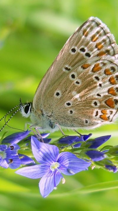Animal Butterfly, 720x1280