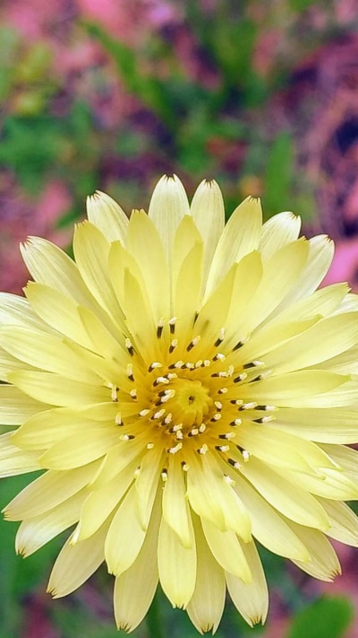 Earth Flower, Yellow, Earth, 720x1280