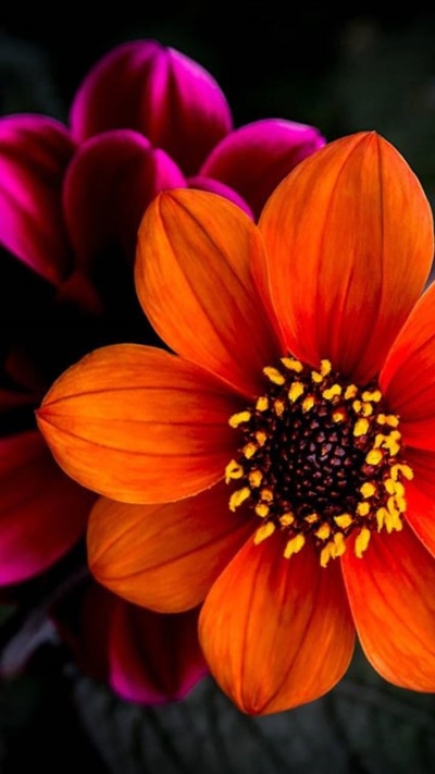 Earth Flower, Purple, Red, Earth, 720x1280