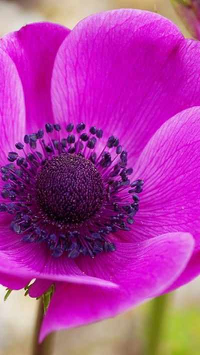 Earth Flower, Anemone, Earth, Purple Flower, 720x1280