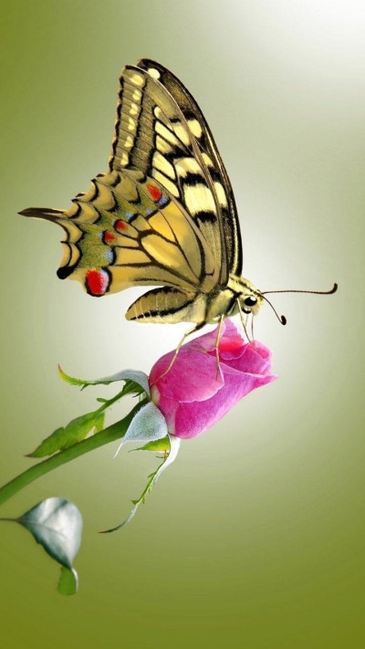Animal Butterfly, Rose, 720x1280