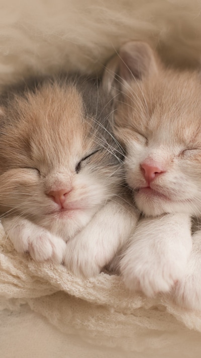 Animal Cat, Sleeping, Kitten, Baby Animal, Cute, 720x1280