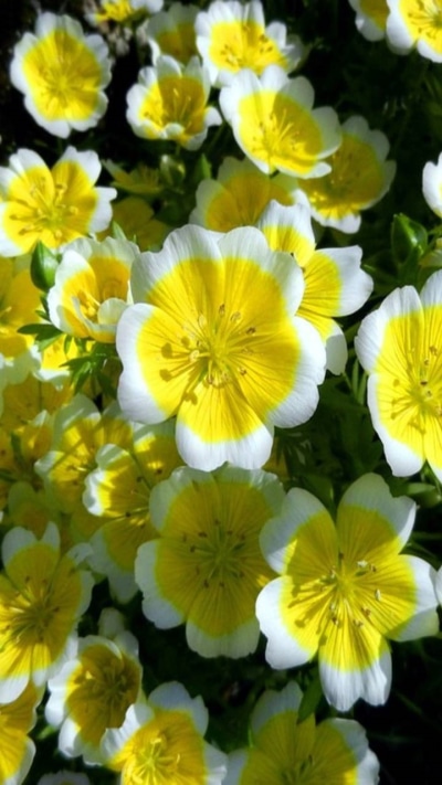 Earth Flower, Yellow Flower, Earth, 720x1280