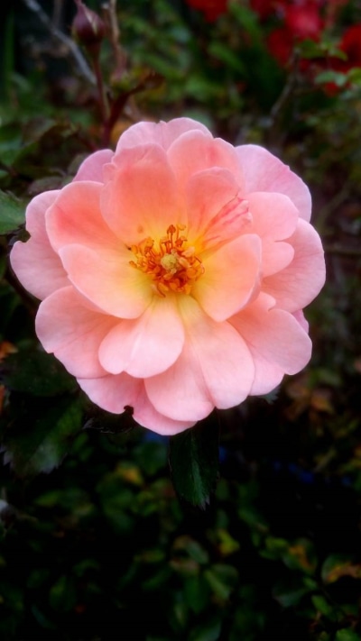 Earth Flower, Earth, Blossom, Pink Flower, 720x1280