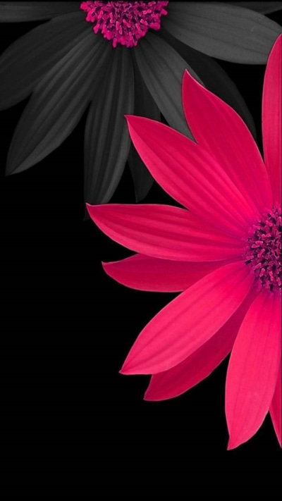 Artistic Flower, Daisy, 720x1280