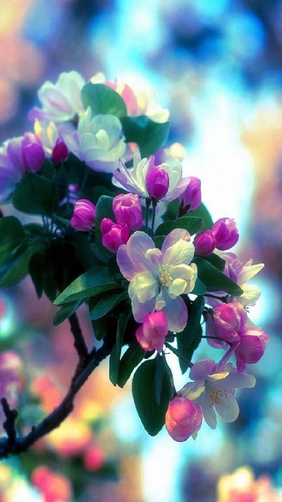 Earth Flower, Earth, Blossom, Branch, Spring, 720x1280