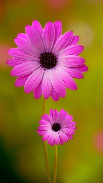 Earth Flower, Daisy, Earth, Pink Flower, 720x1280