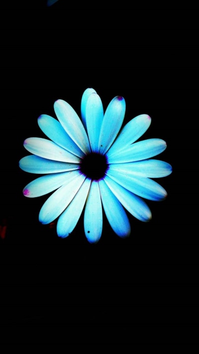 Earth Flower, Earth, Daisy, Blue, 720x1280
