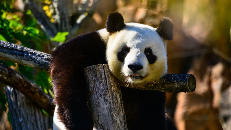 panda, glance, animal, wildlife, 4k