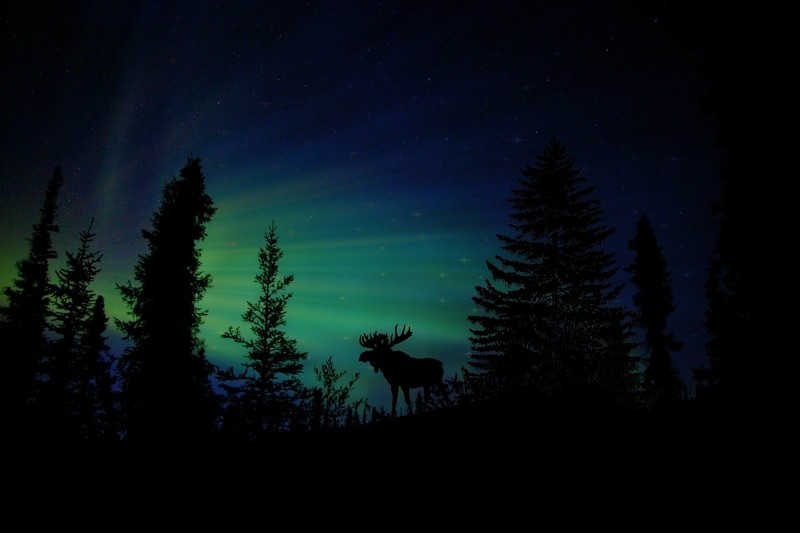 moose, animals, silhouette, photography, dusk, dawn, hd, aurora