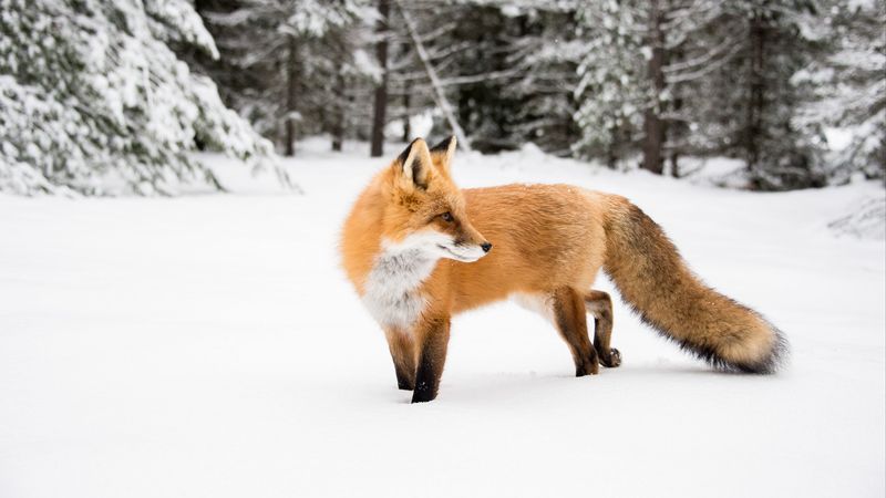 fox, orange, animal, snow, winter, 4k