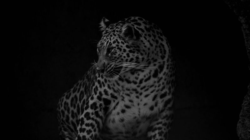 leopard, big cat, predator, bw, dark, 4k