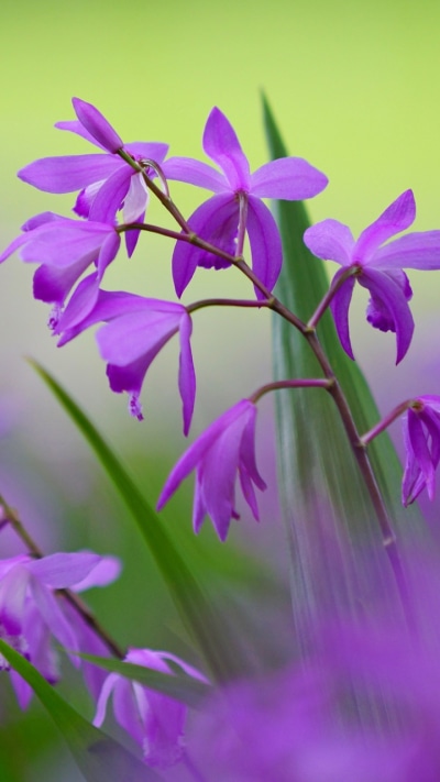 Earth Flower, 720x1280
