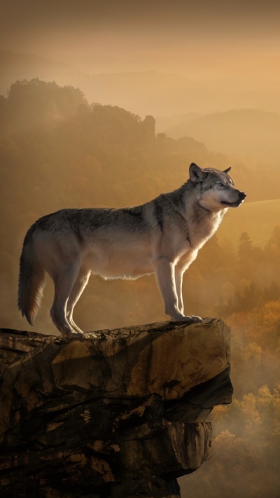 Animal Wolf, Manipulation, Forest, 720x1280