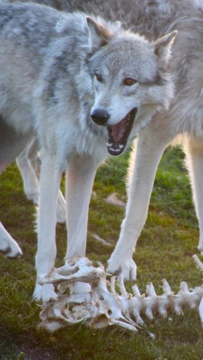 Animal Wolf, 720x1280