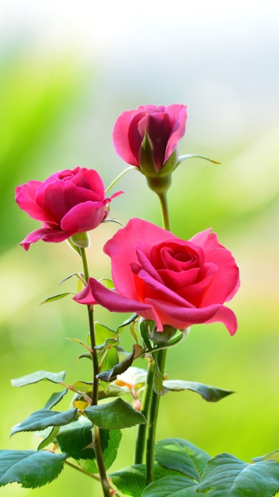 Earth Rose, Pink Flower, Nature, Flower, 720x1280