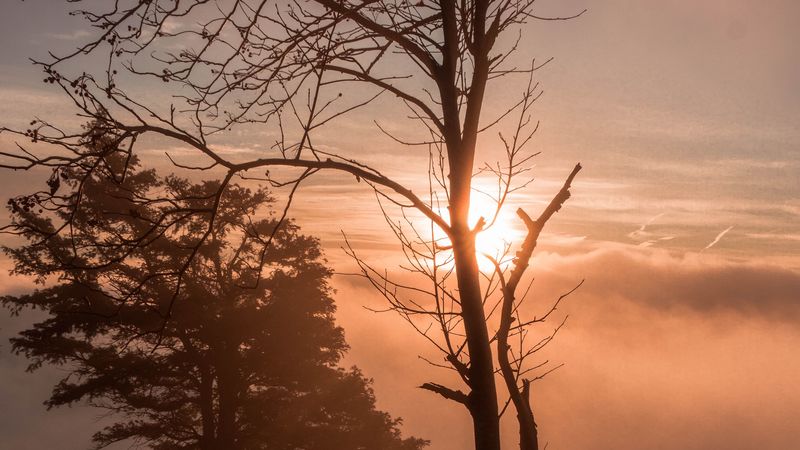 sunset, trees, clouds, fog, nature, 4k