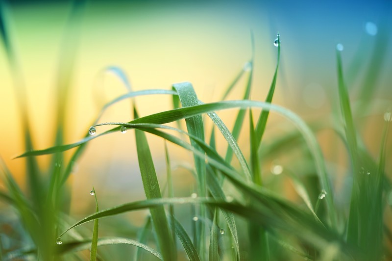 drops, rain, nature, leaves, hd, 4k, 5k