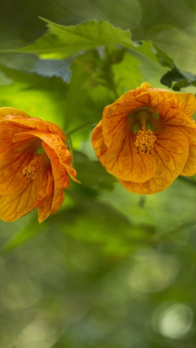 Earth Flower, Nature, Bokeh, Abutilon, 720x1280