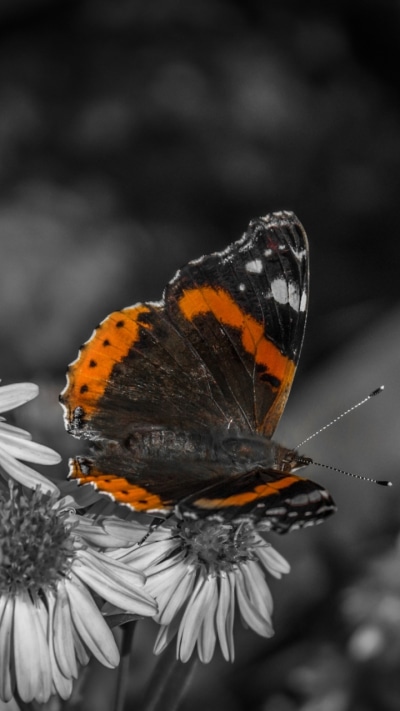 Animal Butterfly, Black and White, Dark, 720x1280