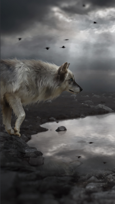 Fantasy Wolf, Fantasy, 720x1280