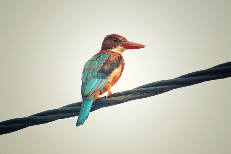 colorful, bird, hd, 4k, 5k