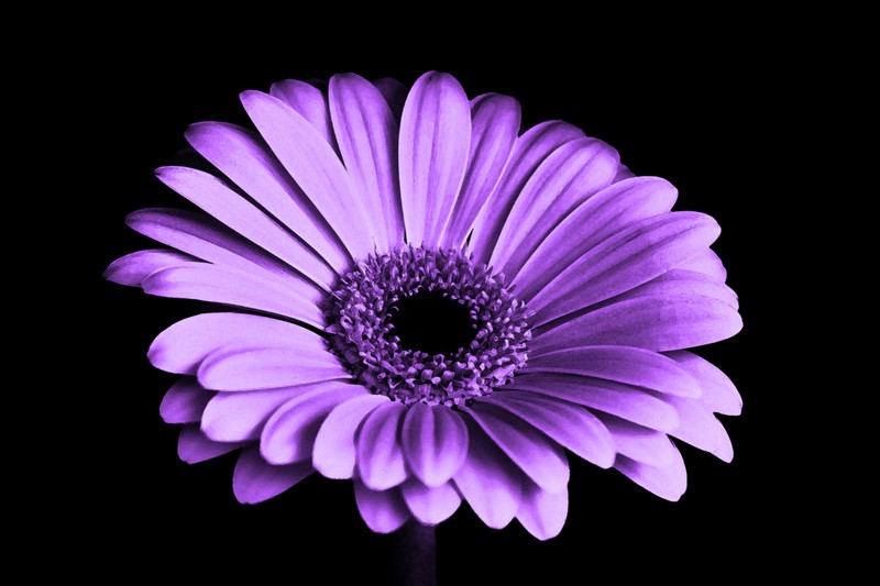 purple, flower, hd, 4k, 5k