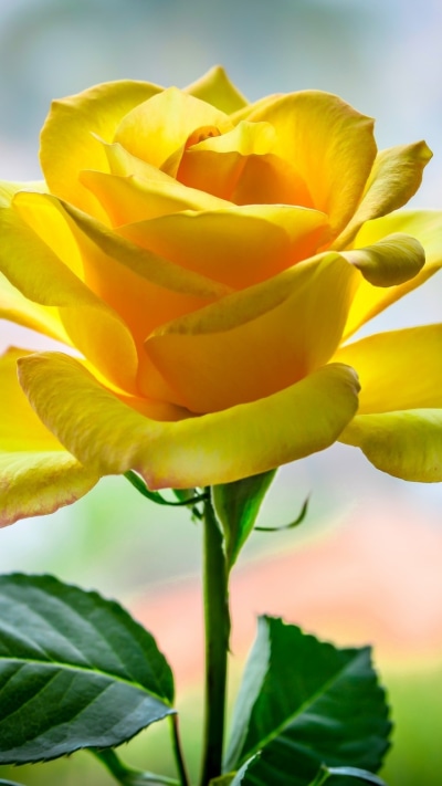 Earth Rose, Flower, Yellow Flower, Nature, 720x1280