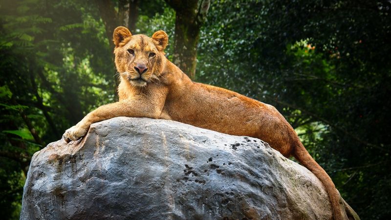 lioness, stone, big cat, predator, wildlife, 4k