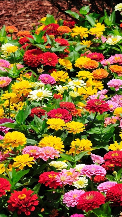 Man Made Flower, Garden, Colorful, Colors, Spring, 720x1280