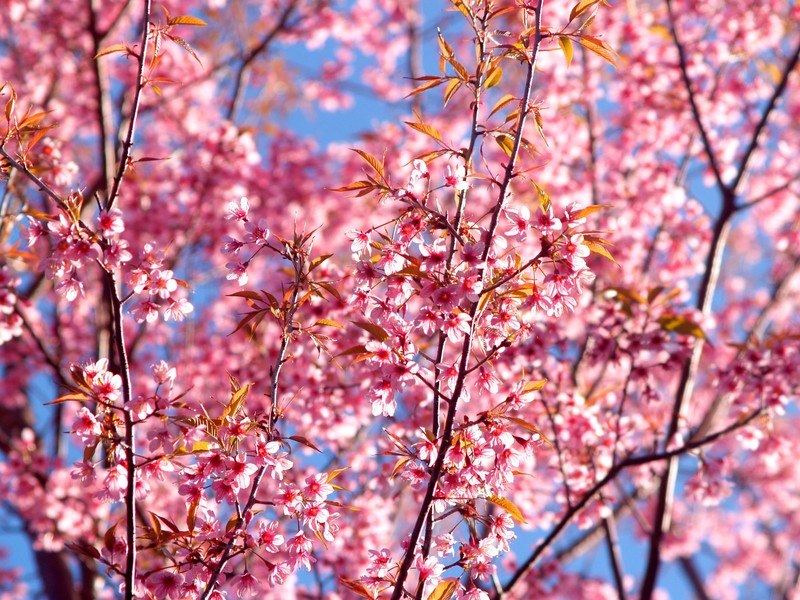 flowers, pink, hd, 4k, nature