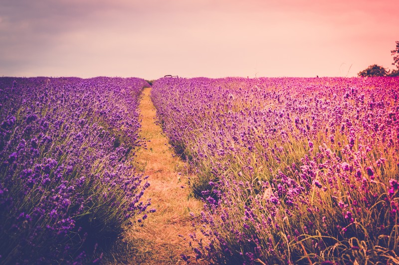 flowers, scenery, nature, hd, farm, 4k, 5k, field