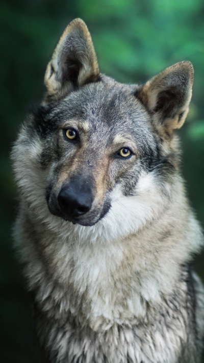 Animal Wolf, 720x1280