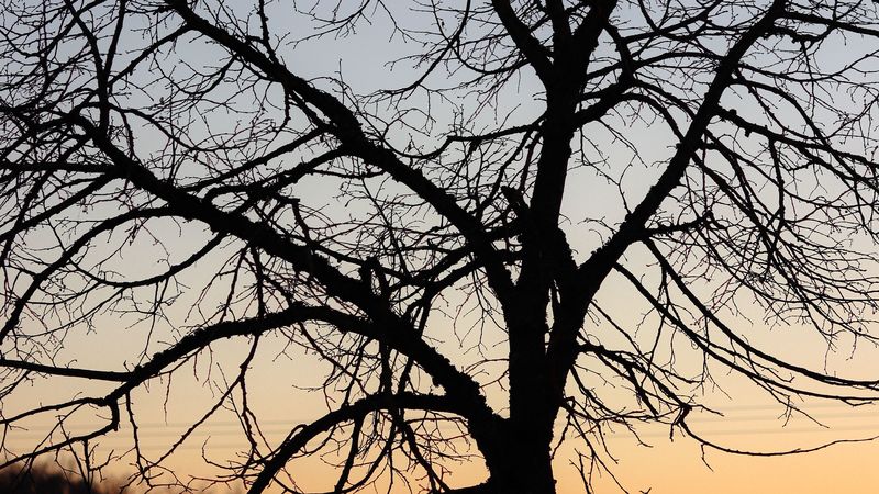 tree, dark, sky, branches, 4k