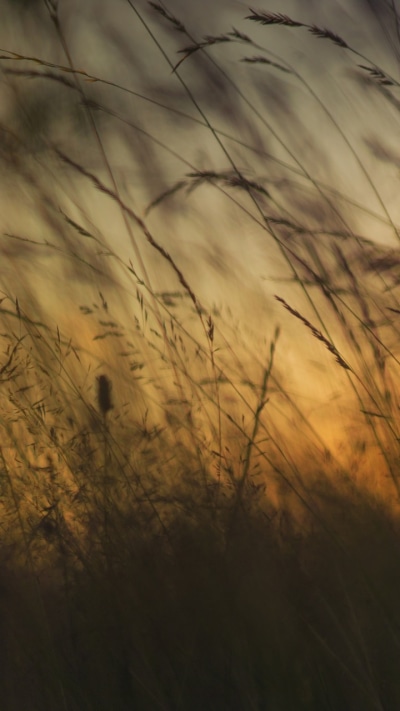 Earth Sunset, Nature, Plant, Blur, 720x1280