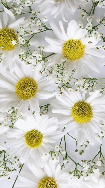 Earth Flower, White Flower, Babys Breath, Chrysanthemum, 720x1280