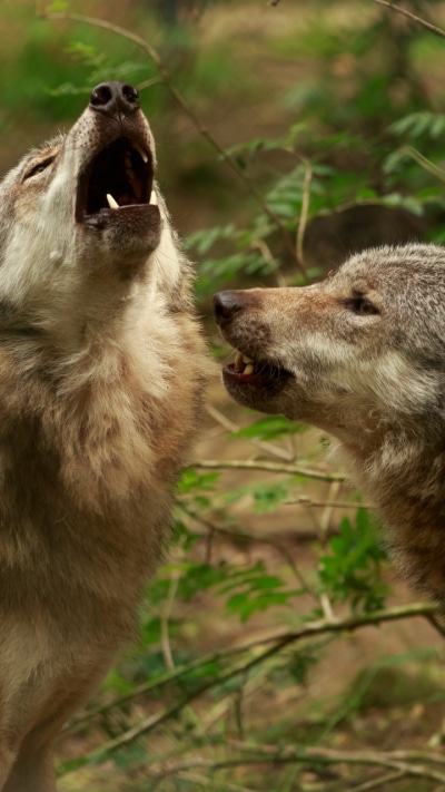 Animal Wolf, Howling, Close-up, Blur, 720x1280