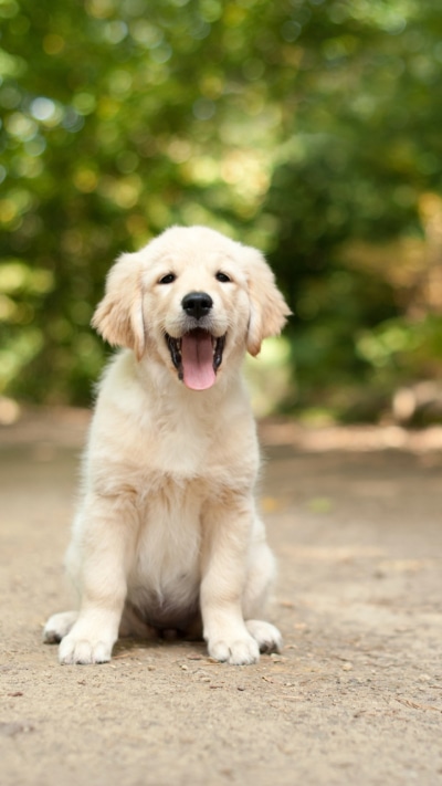 Animal Labrador Retriever, Puppy, Dog, Bokeh, 720x1280