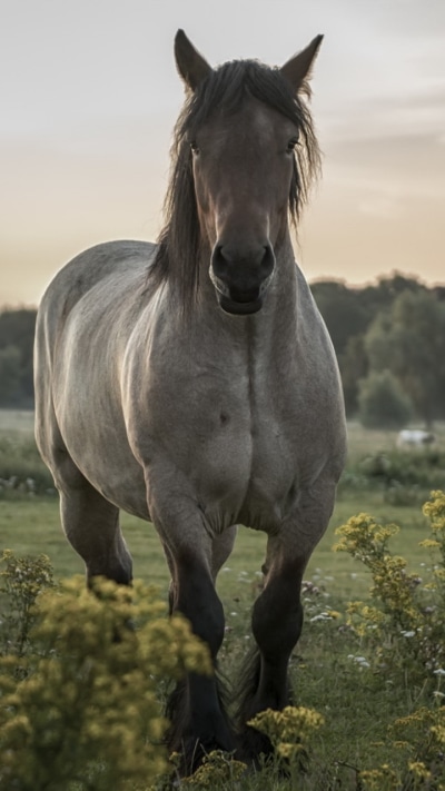 Animal Horse, 720x1280